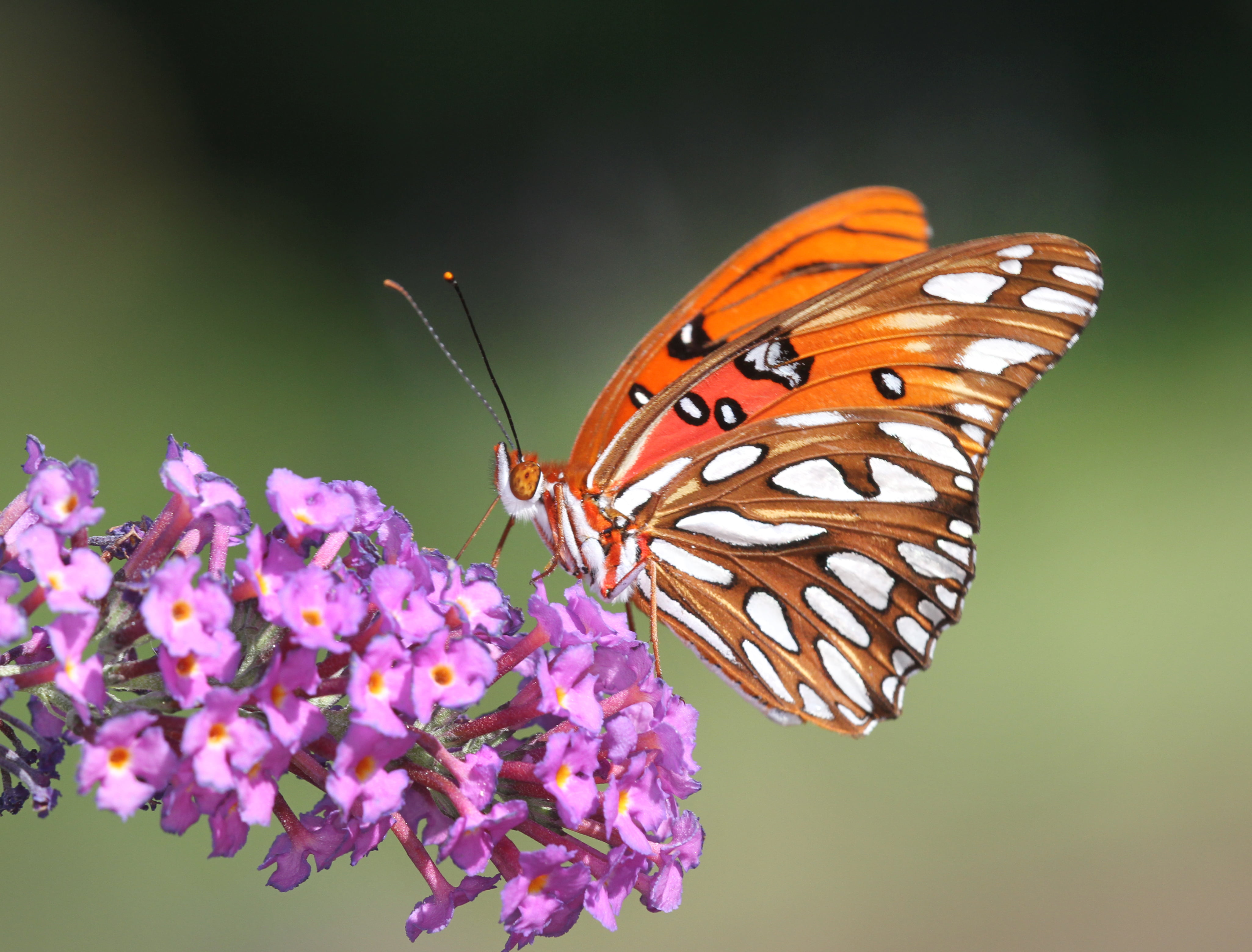 Butterfly Bug, insect, richmond county, brown, north carolina