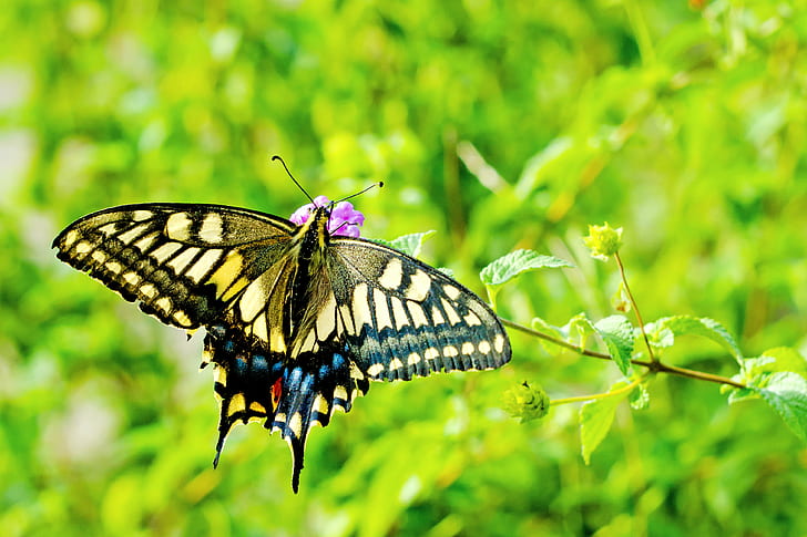 Butterfly Garden Plants Flowers, yellow, bokeh, pink, closeup Free HD Wallpaper