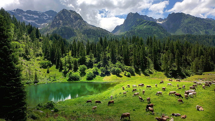 Colorado Pine Trees, no people, clouds, reflection, sky Free HD Wallpaper