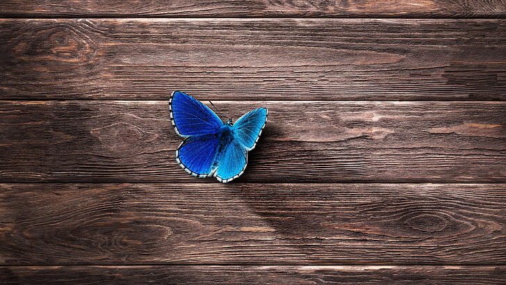 Cute Blue Butterflies, wood  material, closeup, flower, textured Free HD Wallpaper