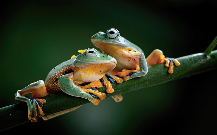 Frog Phone, nature, no people, torrent, frog Free HD Wallpaper