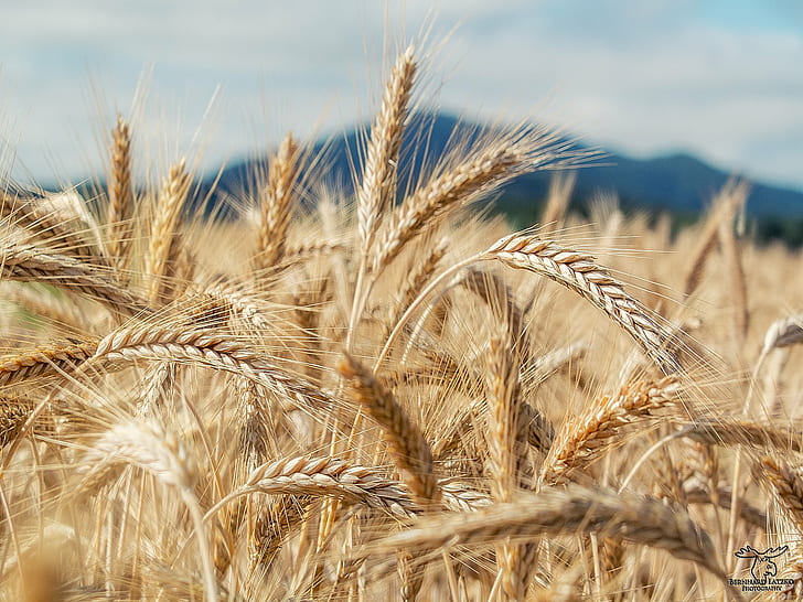 Grain, rural scene, farm, harvesting, crop