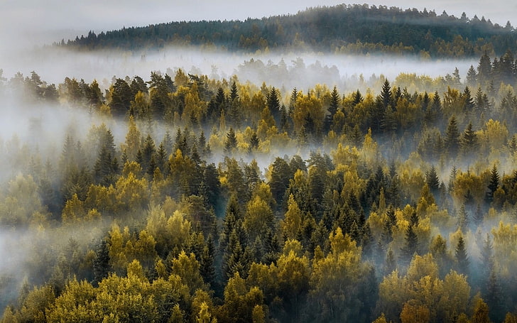 hill, season, fog, trees Free HD Wallpaper