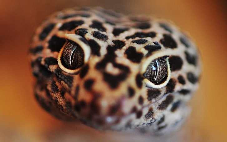 Leopard Gecko Cave, reptile, spotted, pattern, animal wildlife Free HD Wallpaper