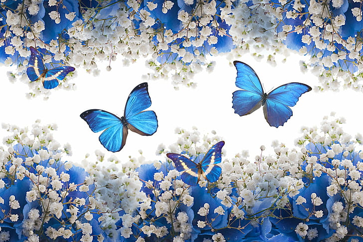 Love Purple Butterflies, blue, plant, petal, growth Free HD Wallpaper