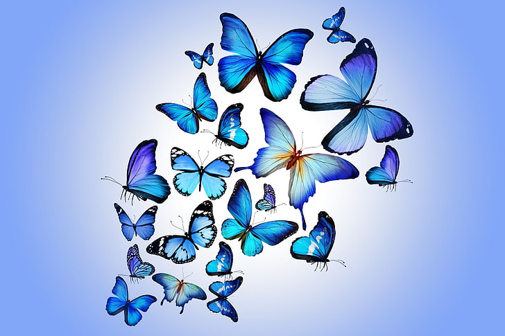 Miami Blue Butterfly, abstract, purple, pattern, petal Free HD Wallpaper