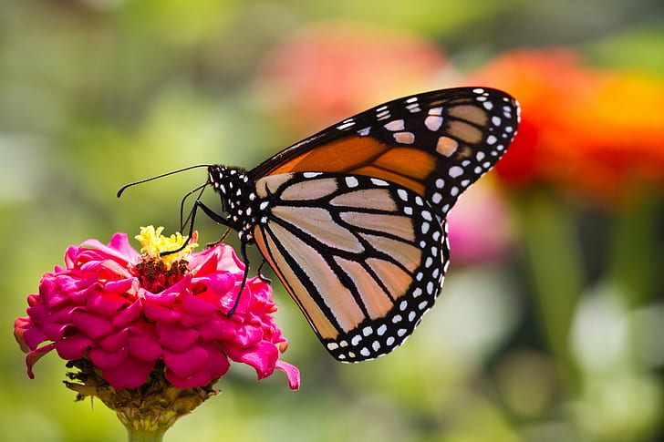 Monarch Butterfly, yellow, macro, animal wing, summer