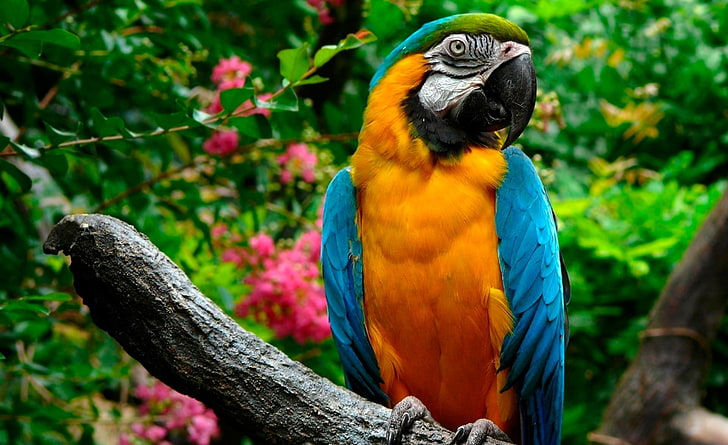 Parrot Intelligence, blueandyellow macaw, focus on foreground, yellow, tree Free HD Wallpaper