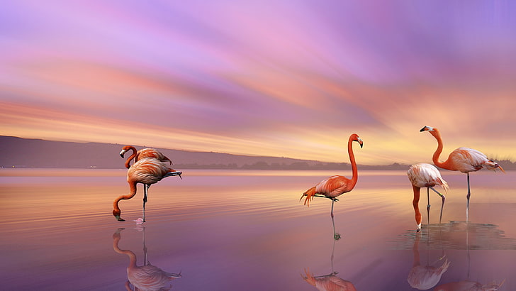 Pink Flamingo On Beach, water, horizon over water, lagoon, sky