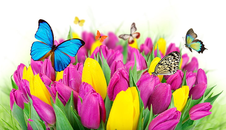 Pretty Flowers and Butterflies, macro, invertebrate, summer, animal wildlife Free HD Wallpaper