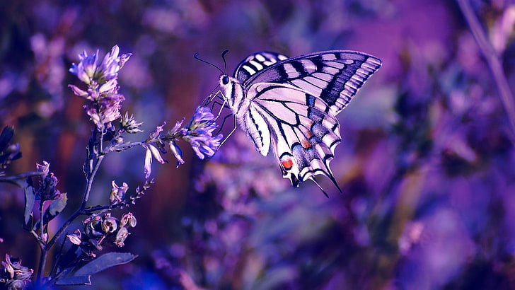 Rainbow Butterfly, nature, vulnerability, fragility, animal themes Free HD Wallpaper