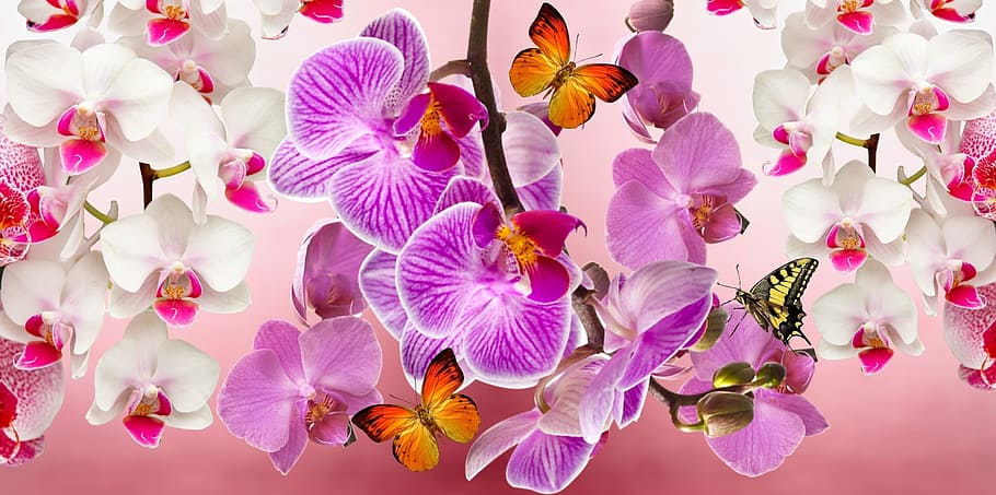 Rare Orchids, purple orchid, lilac orchid, plant, growth Free HD Wallpaper