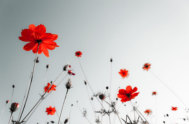 Red and Black Bouquet, freshness, sky, sunlight, field Free HD Wallpaper