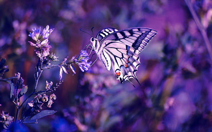 Spring Flowers and Butterfly, butterfly, plant, purple, Butterfly Free HD Wallpaper