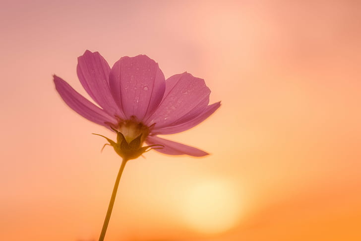 Sunset Colored Flowers, summer, japan, petal, nature Free HD Wallpaper