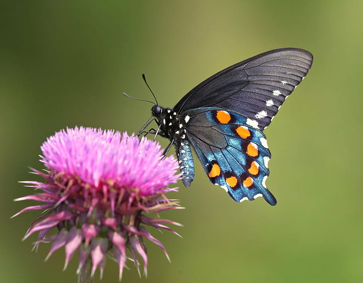 Swallowtail Butterfly Identification, waves, butterfly  insect, pigment, spicebush swallowtail Free HD Wallpaper