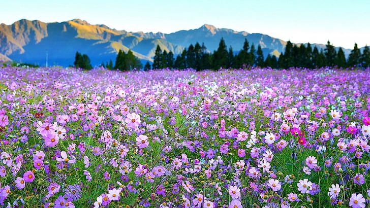 Violet Flower Field, cosmos flower, bloom, field, gesang Free HD Wallpaper