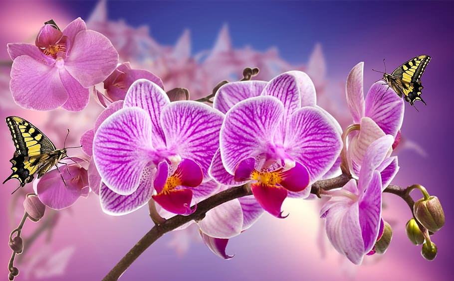 Violet Orchid, hornamental plant, closeup, beauty in nature, summer Free HD Wallpaper