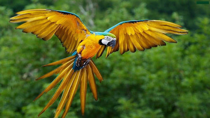 Yellow Parrot, rainforest, animal themes, nature, focus on foreground Free HD Wallpaper