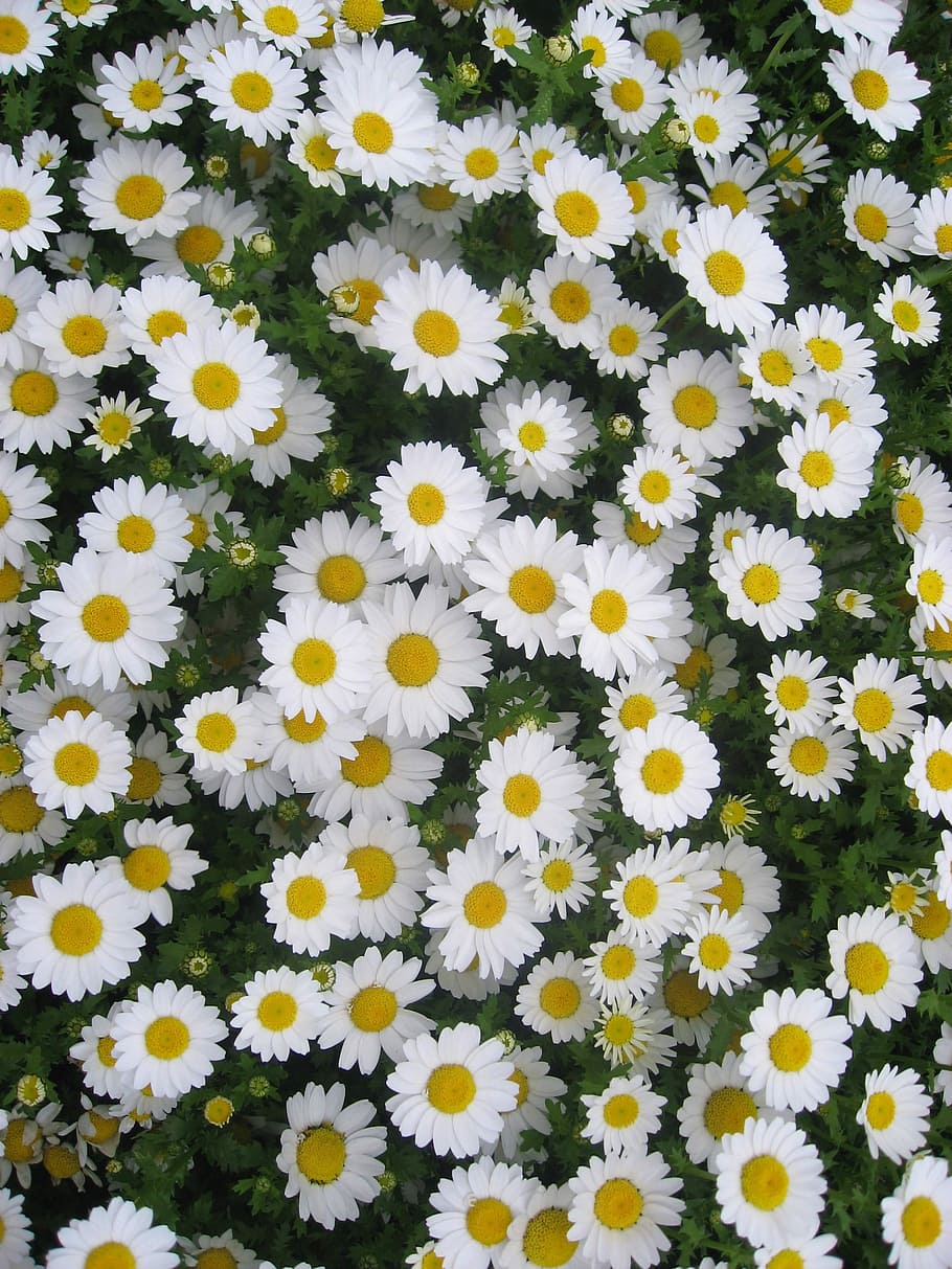 antomasako, otsu park, flower bed, flowering Free HD Wallpaper