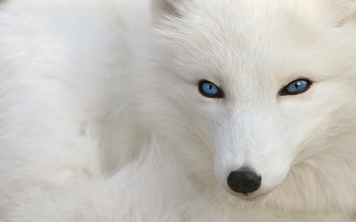 Arctic Fox Winter Coat, wolf,, fox, white, pure