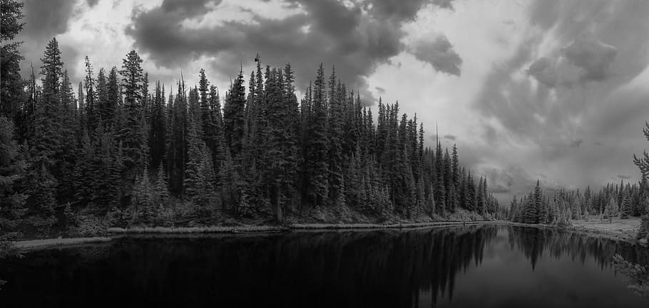 Beautiful Nature Black and White, serenity, reflection, cloud  sky, pine tree