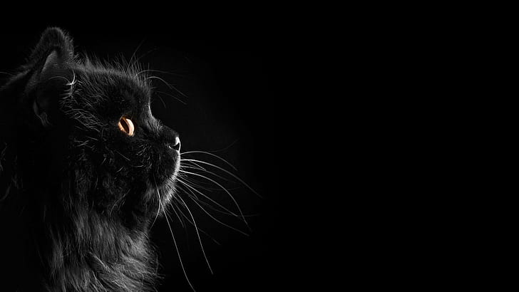 Black Cat, nature, art, selectivecoloring, selective Free HD Wallpaper
