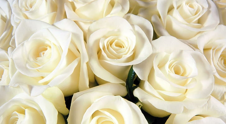 Black White Rose, white roses, white, pure, roses Free HD Wallpaper