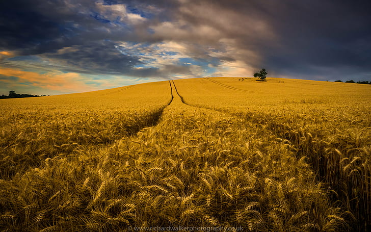 Chinese Beautiful Farm Fields, landscaped, sunset, cloud  sky, farm Free HD Wallpaper