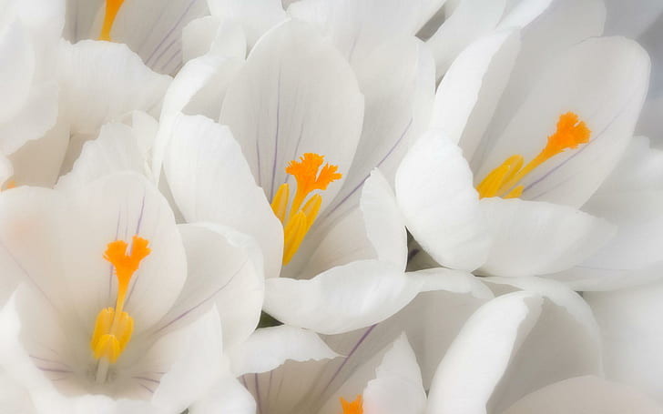Crocus Flower Colors, white, In, and, pretty Free HD Wallpaper