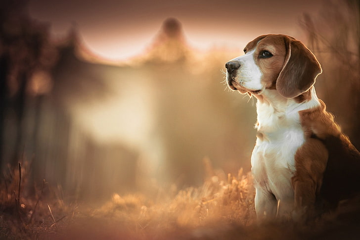 Cute Puppy Painting, alertness, canine, mammal, beagles Free HD Wallpaper