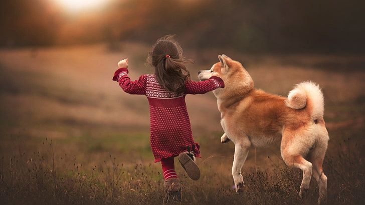 Dog Pets Kids, shiba inu, one animal, canine, domestic Free HD Wallpaper