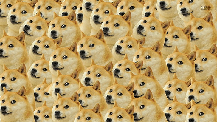 Doge Meme Variations, in a row, order, directly above, still life Free HD Wallpaper