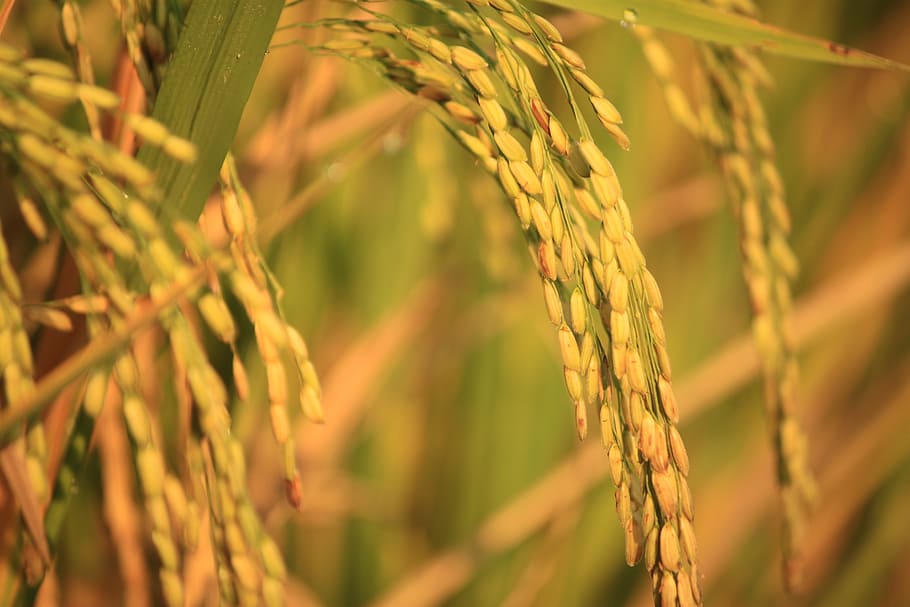 Fat Hen Cartoon, plantation, selective focus, focus on foreground, nature Free HD Wallpaper