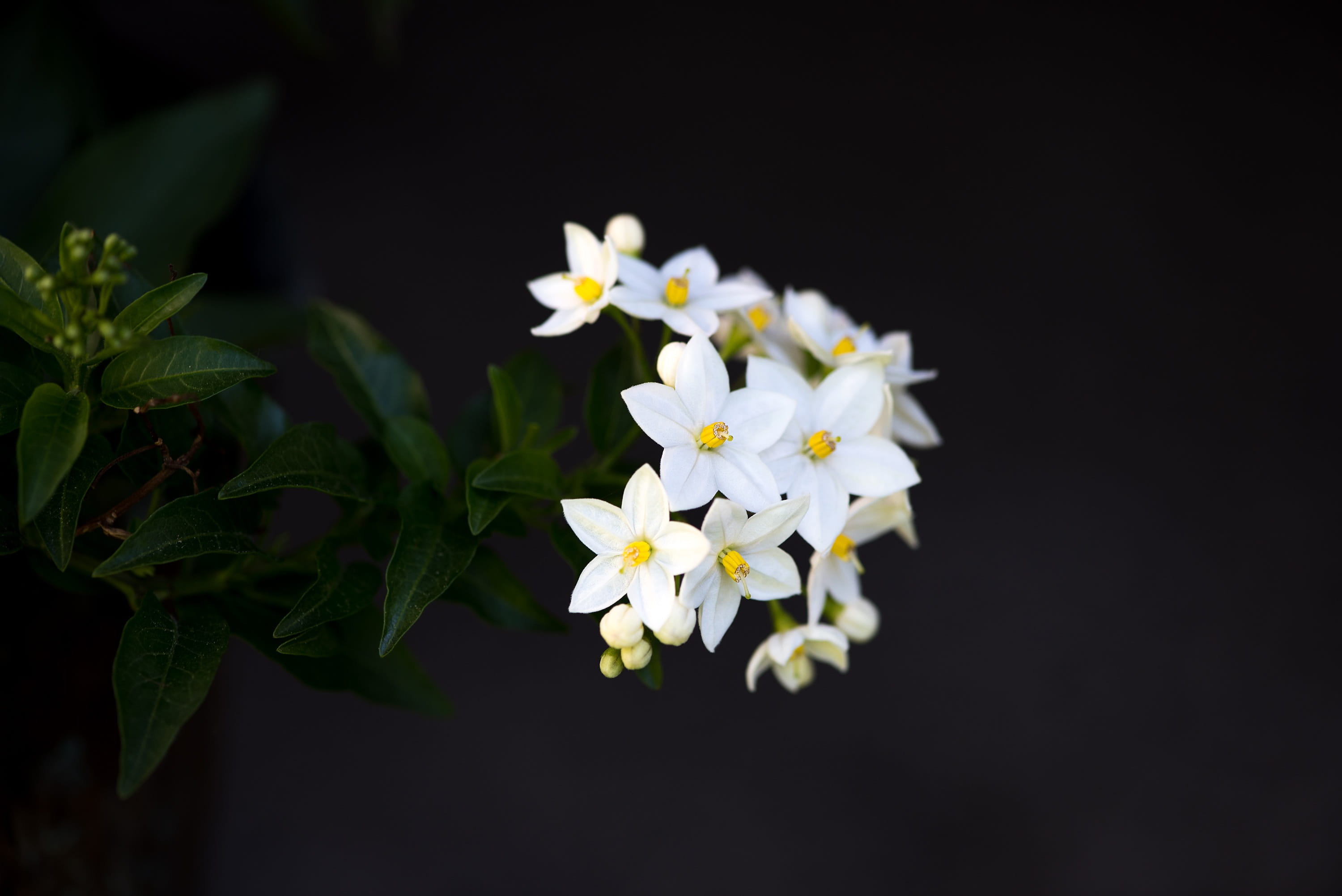 Five Petal Flower, season, vulnerability, in the garden, nature