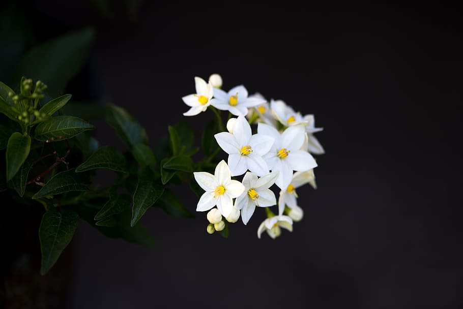 Five Petal Flower, season, vulnerability, in the garden, nature Free HD Wallpaper