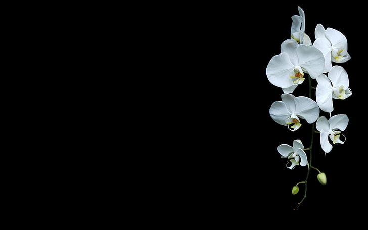 Flower Art Black White, plant, no people, orchid, closeup Free HD Wallpaper