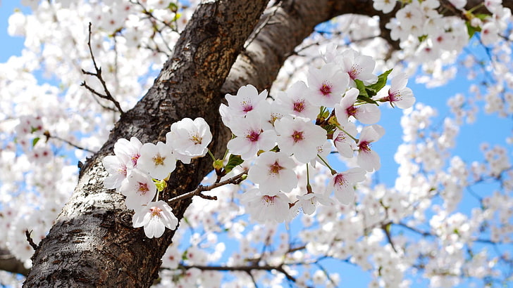 Forest Flowers, low angle view, no people, springtime, twig Free HD Wallpaper