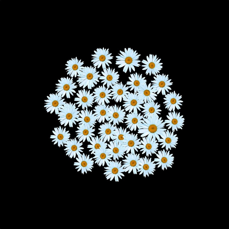 fragility, copy space, chamomile, cut out