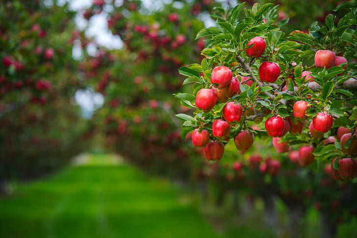 Fruits Flowers and Food, beauty, ripe, red, juicy Free HD Wallpaper