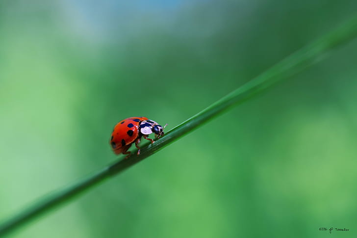 fuji, coccinelle, closeup, bokeh Free HD Wallpaper