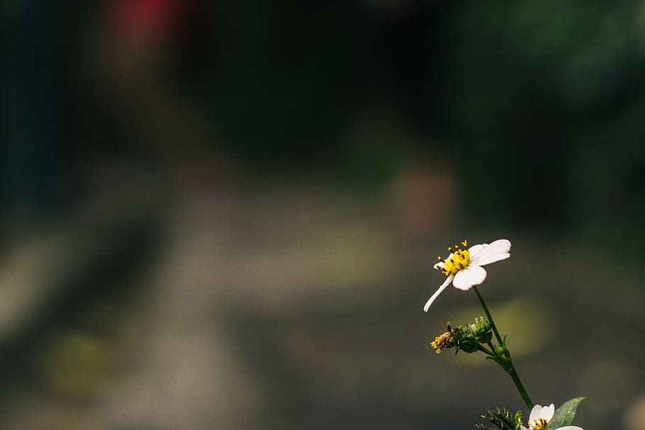 Full HD Flower, closeup, gardening, outdoors, day Free HD Wallpaper