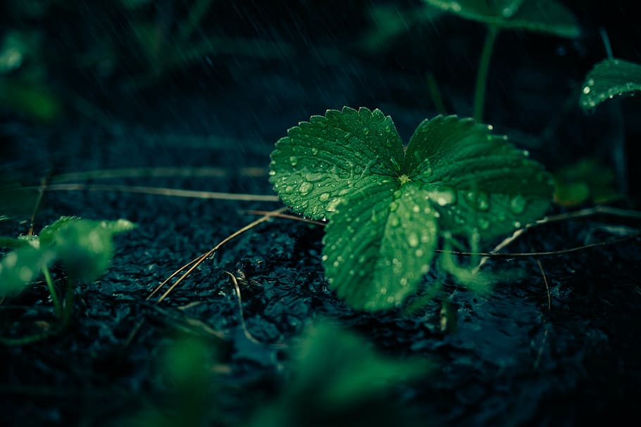 Greenery Floor, selective focus, plant part, drop, color Free HD Wallpaper