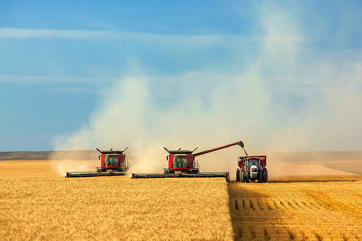 harvesting, growth, rye  grain, rural scene Free HD Wallpaper