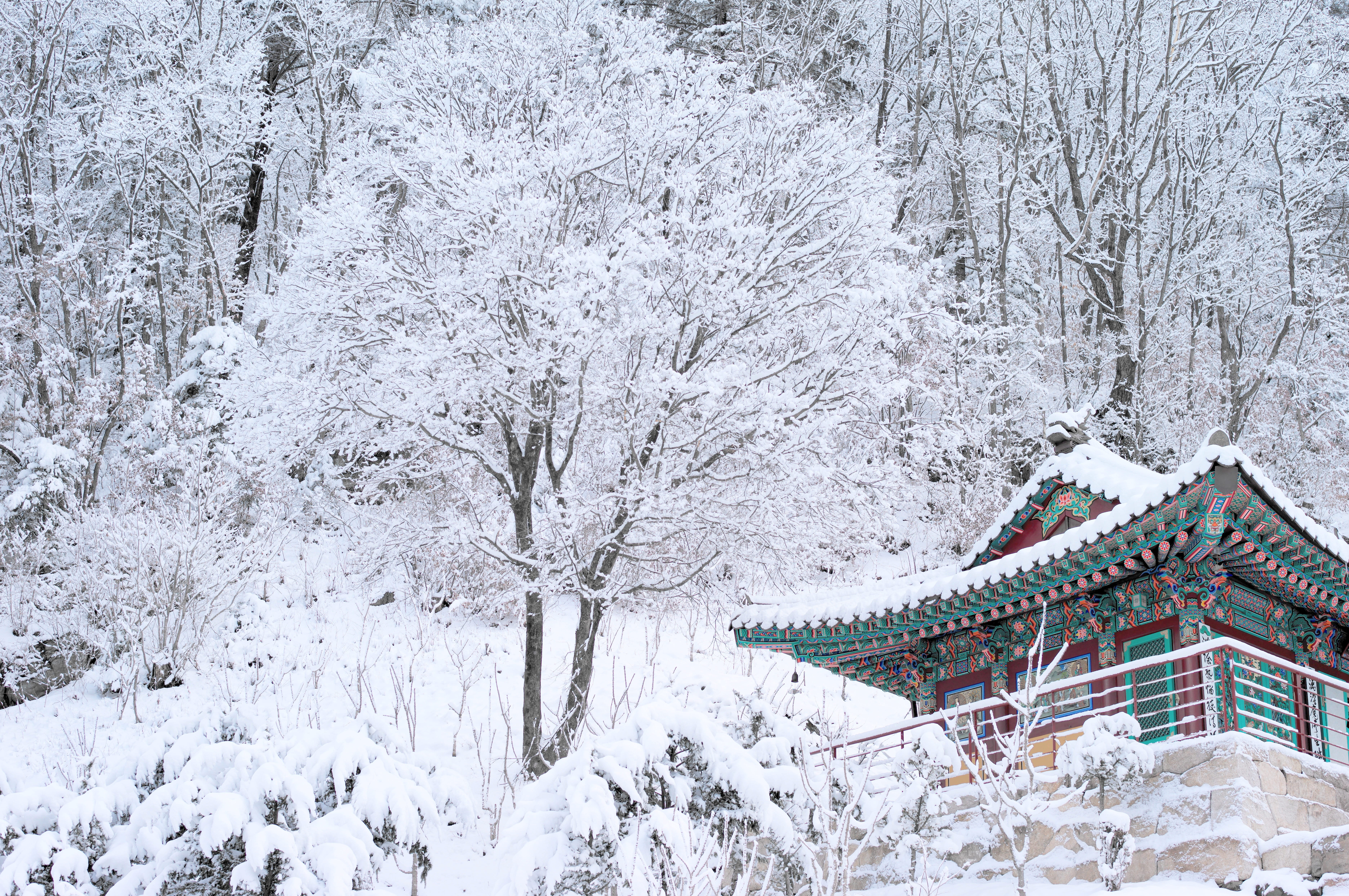Korea Snow, plant, extreme weather, outdoors, snowflakes