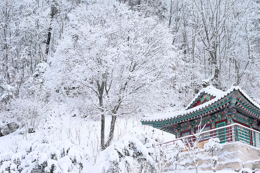 Korea Snow, plant, extreme weather, outdoors, snowflakes Free HD Wallpaper