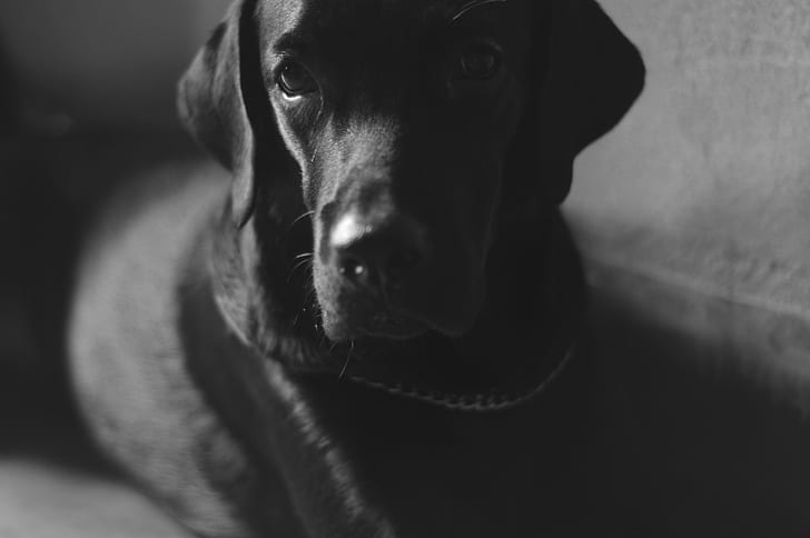 labrador, zeus, photography, dog Free HD Wallpaper