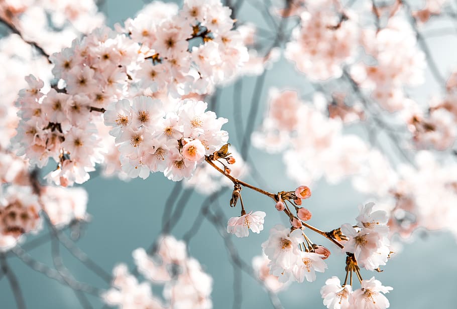 Macro Flower Photos, fragility, plant, cherry blossom, plum blossom