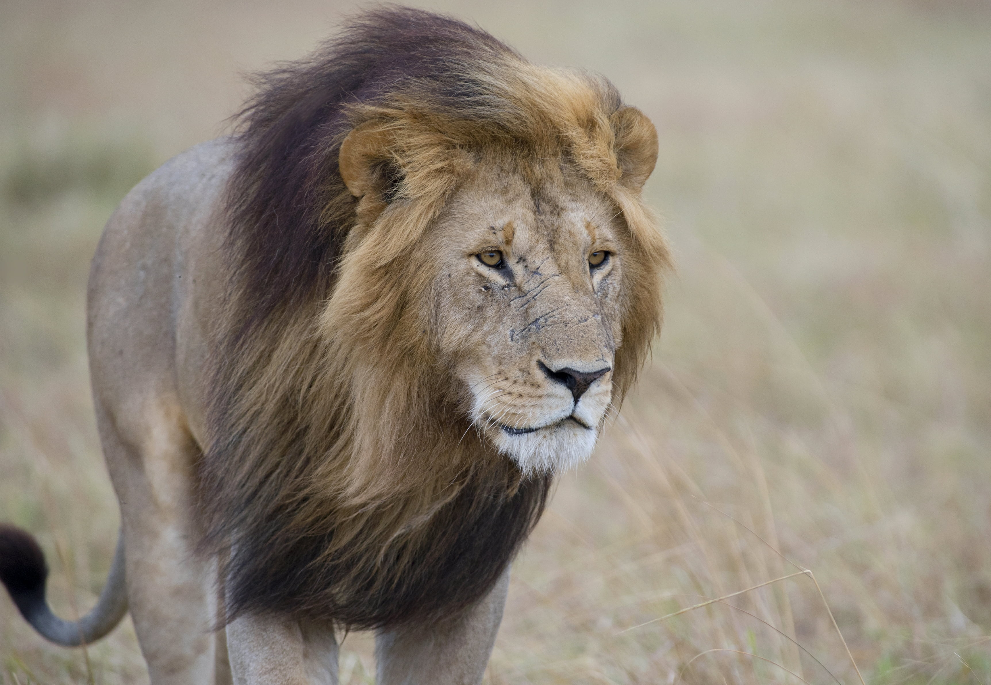 Madikwe Game Reserve Park, mammal, safari animals, lion feline, mane
