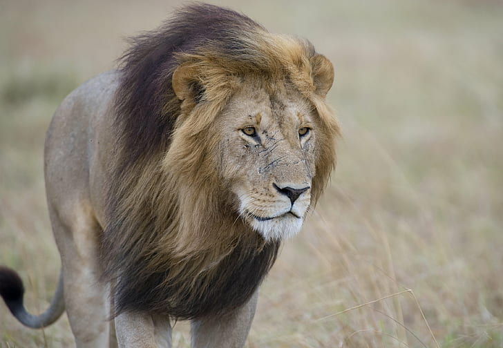 Madikwe Game Reserve Park, mammal, safari animals, lion  feline, mane Free HD Wallpaper